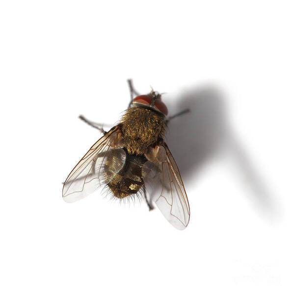Fly Art Print featuring the photograph Housefly fly on white by Konstantin Sutyagin
