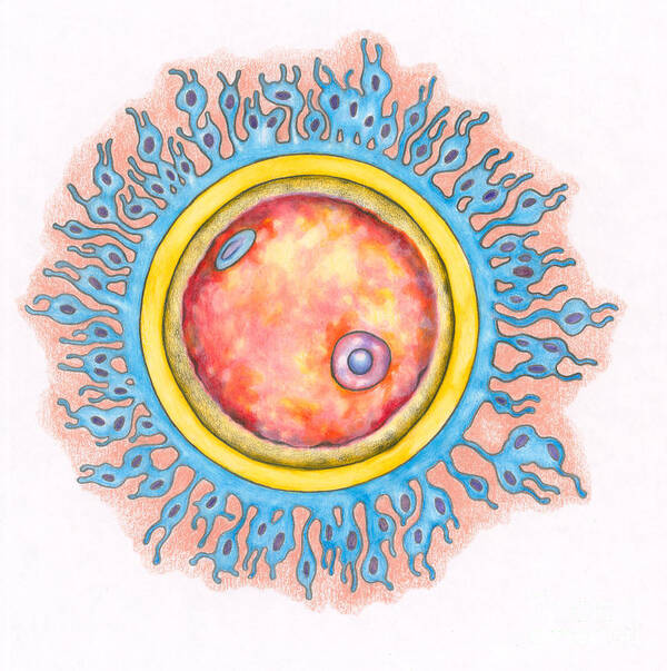 Science Art Print featuring the photograph Human Egg Cell Ovum by Gwen Shockey