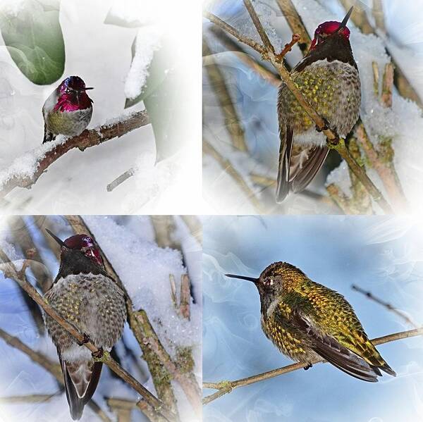 Humming Bird Art Print featuring the photograph Humming Bird and Snow 4 Pack by Nick Kloepping