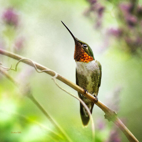 Hummingbird Art Print featuring the photograph Hummingbird Looking for Love Square by Christina Rollo