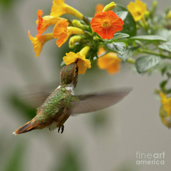 Bird Art Print featuring the photograph Hummingbird sips Nectar by Heiko Koehrer-Wagner