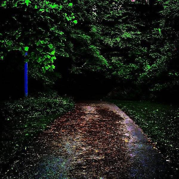 The Woods Art Print featuring the photograph Darkside Lightside by Alejandro Reyes