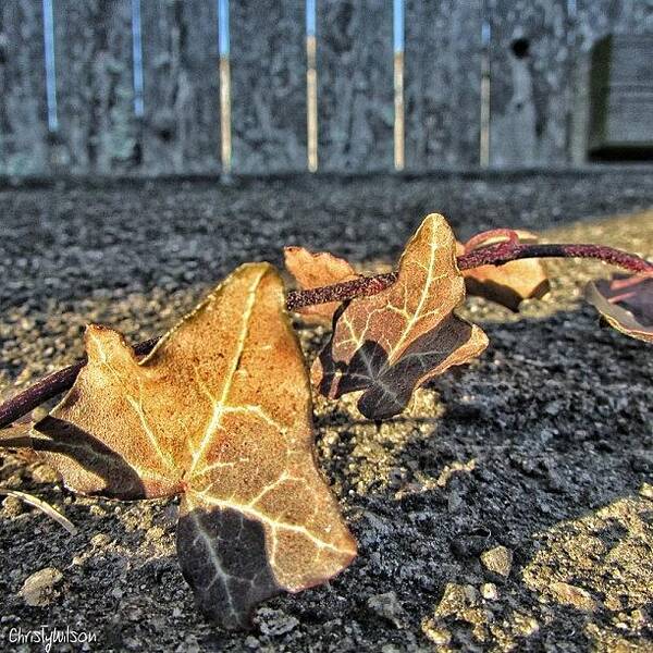  Art Print featuring the photograph 🍀💚i Have A Lot Of Irish Ivy In My by Christy Wilson