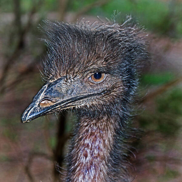 #emu Art Print featuring the photograph I Know I am a Good Looking Emu by Miroslava Jurcik
