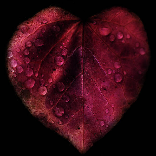Black Background Art Print featuring the photograph I Love You Leaf by Martin Hardman