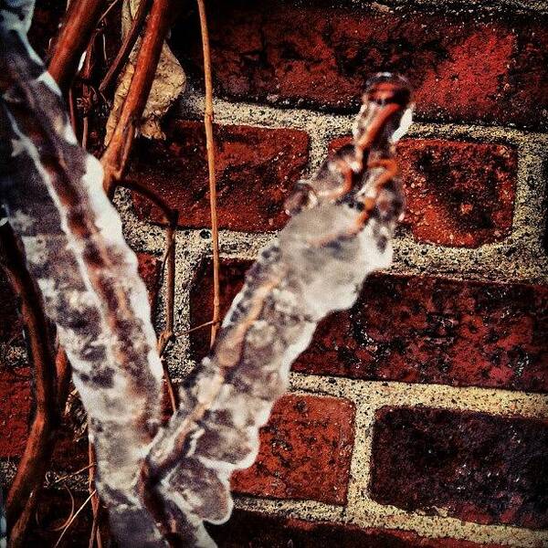 Wisconsin Art Print featuring the photograph #ice #grapevines #vines #cold #frozen by Andrew Maciejewski