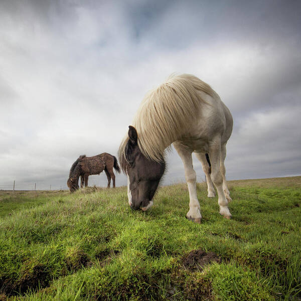 Horse Art Print featuring the photograph Icelandic Horses by Johann S. Karlsson