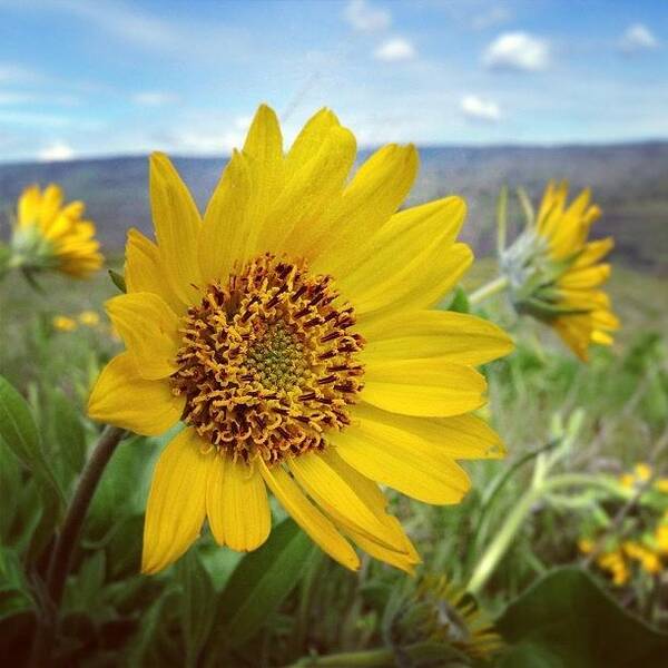  Art Print featuring the photograph In The Land Of Wildflowers by Stone Grether