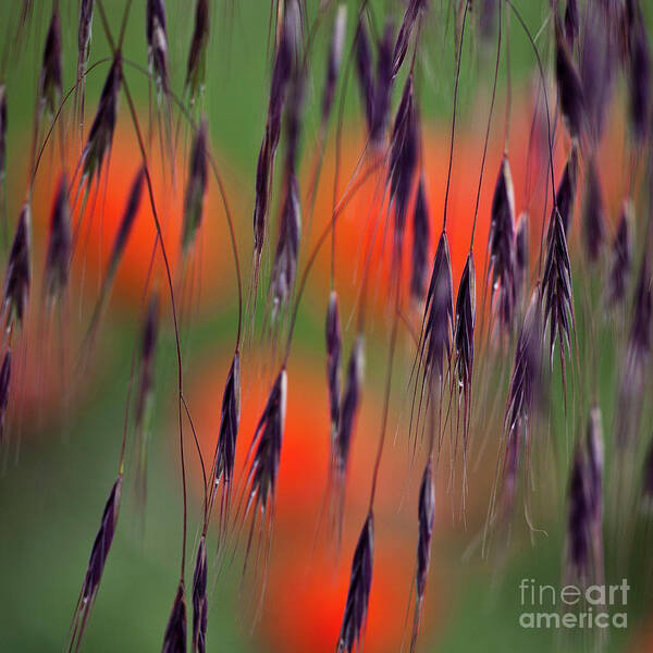 Abstract Art Print featuring the photograph In the Meadow by Heiko Koehrer-Wagner