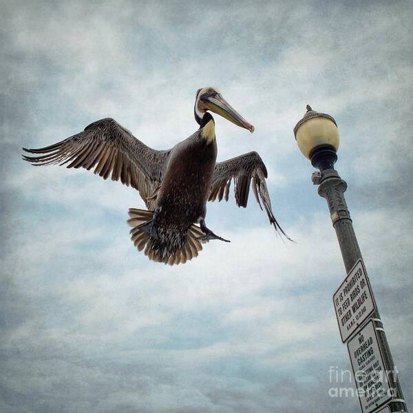 Pelican Art Print featuring the photograph Incoming by Peggy Hughes