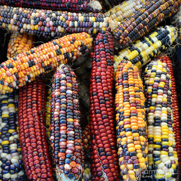 Corn Art Print featuring the photograph Indian Corn by Joanne West