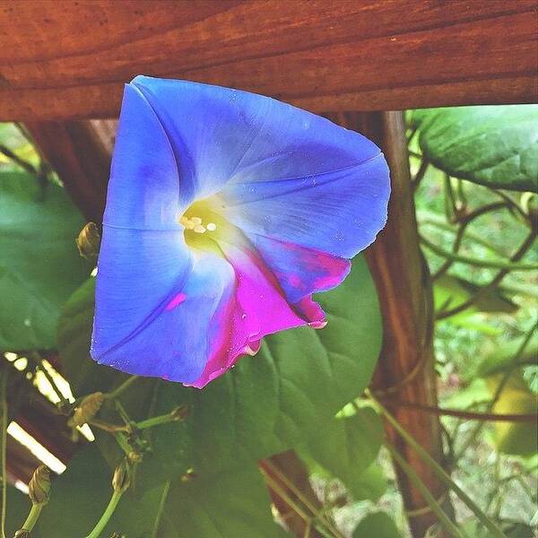 Asheville Art Print featuring the photograph Morning Glory by Simon Nauert