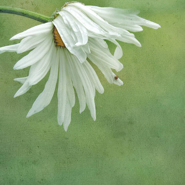 Daisy Art Print featuring the photograph Itsy Spider by Sally Banfill