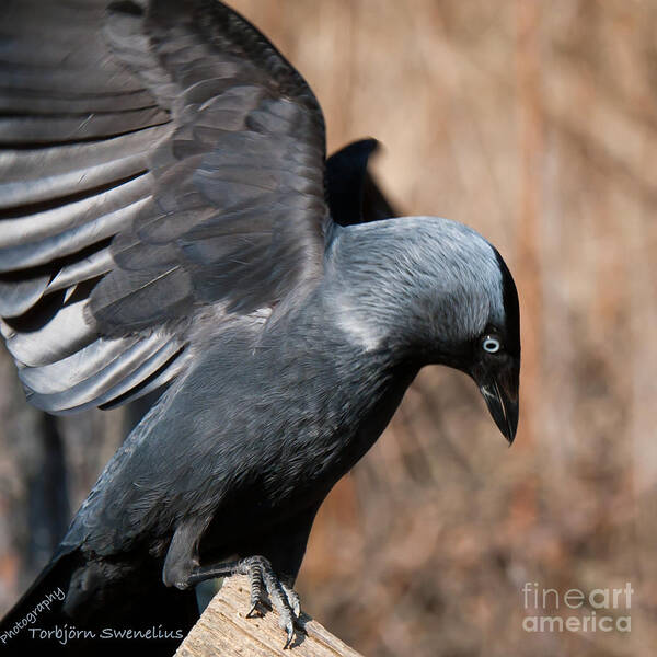 Jackdaw Art Print featuring the photograph Jackdaw by Torbjorn Swenelius