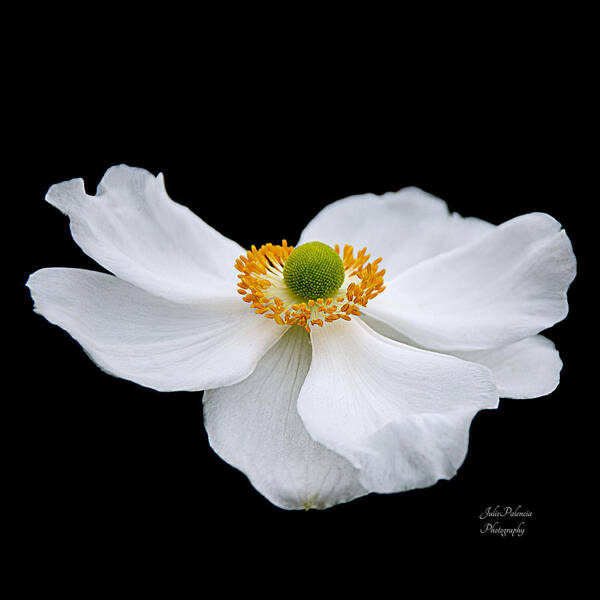 Anemone Art Print featuring the photograph Japanese Anemone Squared by Julie Palencia