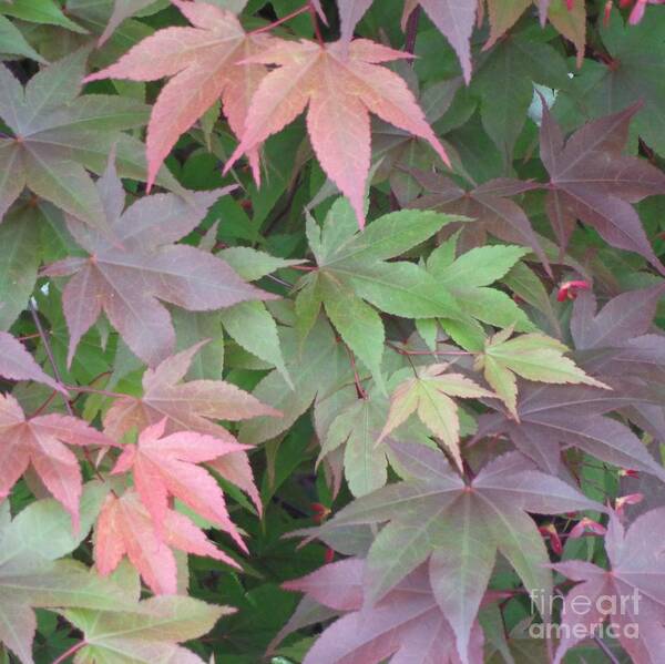 Anniversary Art Print featuring the photograph Japanese Maple leaves by Christina Verdgeline