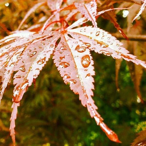 Leaf Art Print featuring the photograph Japanese Maple Leaves by Marianna Mills