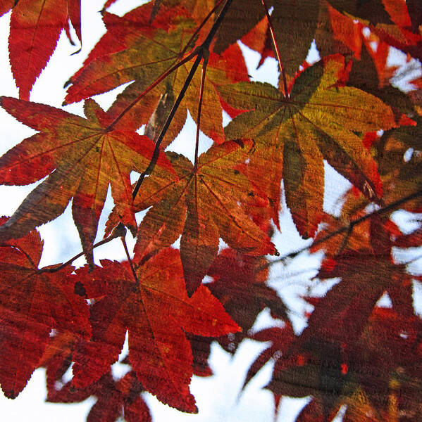 Leaves Art Print featuring the photograph Japanese Maple Leaves with Woodgrain by Brooke T Ryan