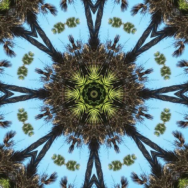 Kaleidoscope Art Print featuring the photograph Kaleidoscope Palms by Cathy Lindsey