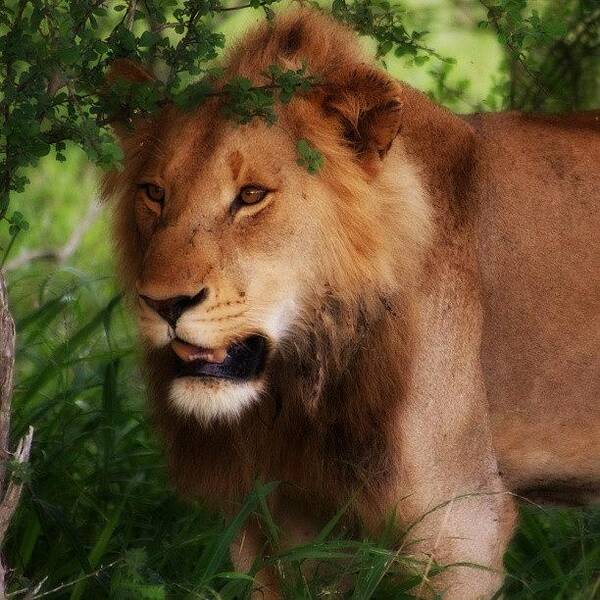 Wildlife Art Print featuring the photograph King Of The Jungle #nature #wildlife by Morne Joubert