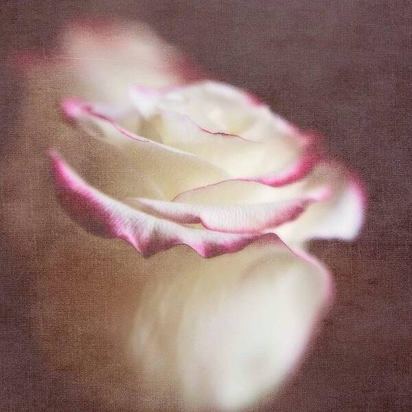 Instagrammersoflouisiana Art Print featuring the photograph Kissed With Love #love #rose by Scott Pellegrin