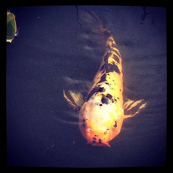 Koi Art Print featuring the photograph #koi #fish by Jan Pan