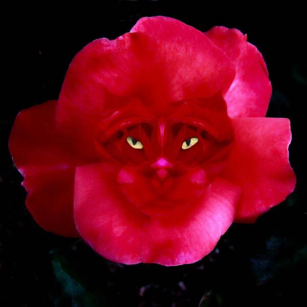 Rose Art Print featuring the photograph Camo Cat Awakens by Nick Kloepping