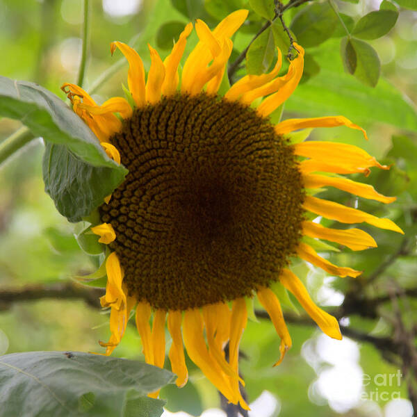 Sunflower Print Art Print featuring the photograph Last Days of Summer by Anita Miller