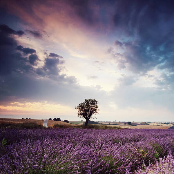 Tranquility Art Print featuring the photograph Lavender Field At Sunrise With Single by Matteo Colombo