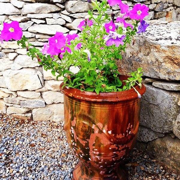 Pottery Art Print featuring the photograph Anduze Flower Pot with Petunias by Cristina Stefan