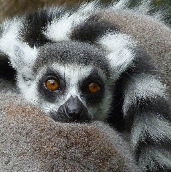 Ring-tailed Lemur Art Print featuring the photograph Lemur Leisure Time by Margaret Saheed