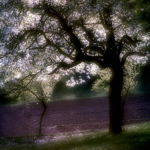 Chery Tree Art Print featuring the photograph Life is a miracle. Serbia by Juan Carlos Ferro Duque