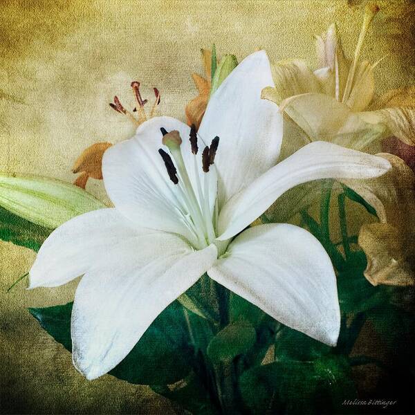 Lily Art Print featuring the photograph Lilies for Linda by Melissa Bittinger