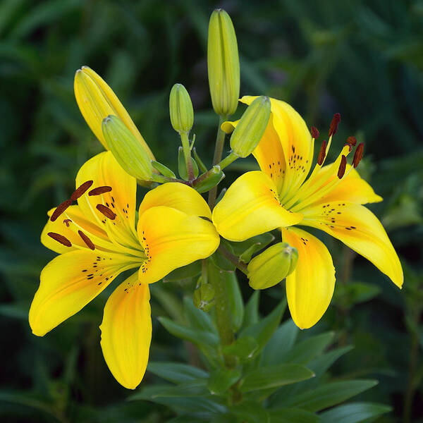 Lily Art Print featuring the photograph Lillies in Yellow Close-up by Leda Robertson