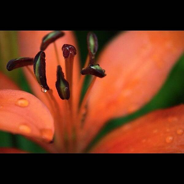 Beautiful Art Print featuring the photograph #lily #orange #vibrant #nature by Sophie Evans