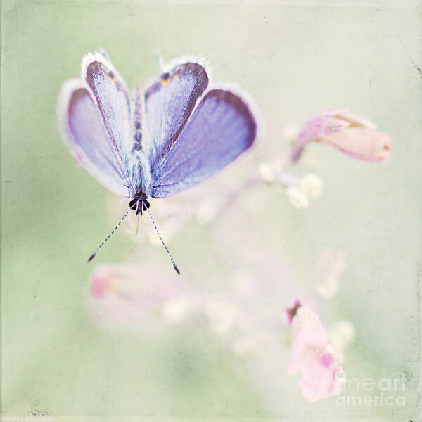 Butterfly Art Print featuring the photograph Little Blue by Pam Holdsworth