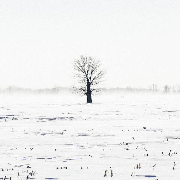 Tree Art Print featuring the photograph Lone Tree in Winter by Laura Tucker
