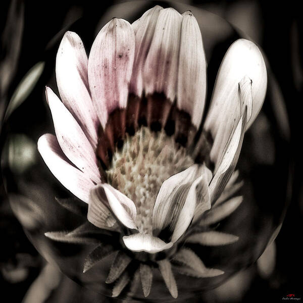 Flower Art Print featuring the photograph Looking around-091 by Emilio Arostegui