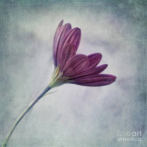 Daisy Art Print featuring the photograph Looking For You by Priska Wettstein