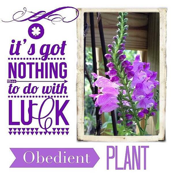 Obedientplants Art Print featuring the photograph Love My #obedientplants When They by Teresa Mucha