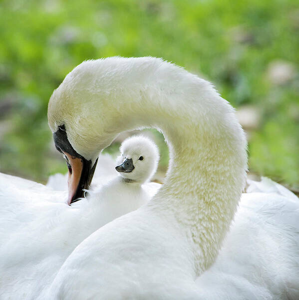 Swan Art Print featuring the photograph Love Surrounds by Jacky Parker