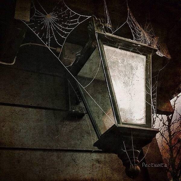  Art Print featuring the photograph Loving The Frosty Cobwebs ❤ by Deb Maciver