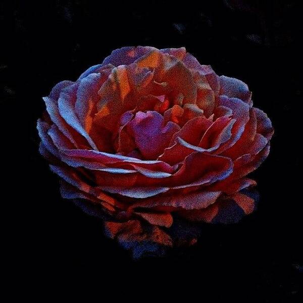 Life Art Print featuring the photograph Magic Hour Flower by Mike Maginot