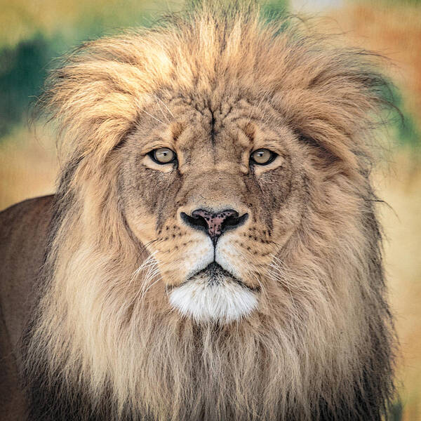 Lion Art Print featuring the photograph Majestic King by Everet Regal