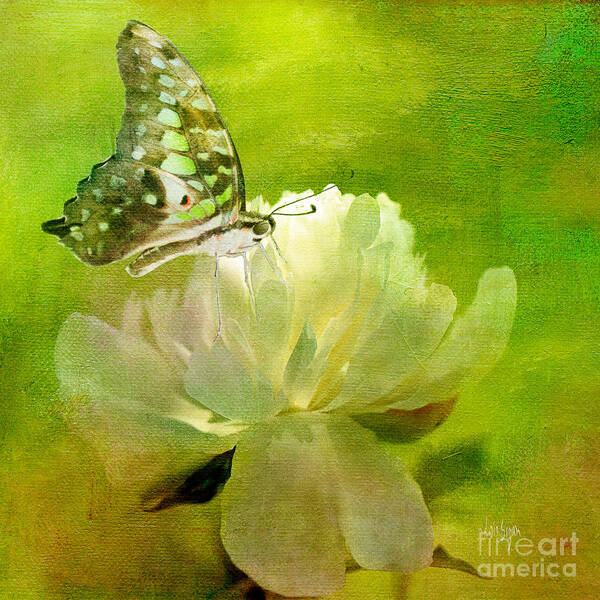 Butterfly Art Print featuring the photograph Malachite on Peony by Lois Bryan