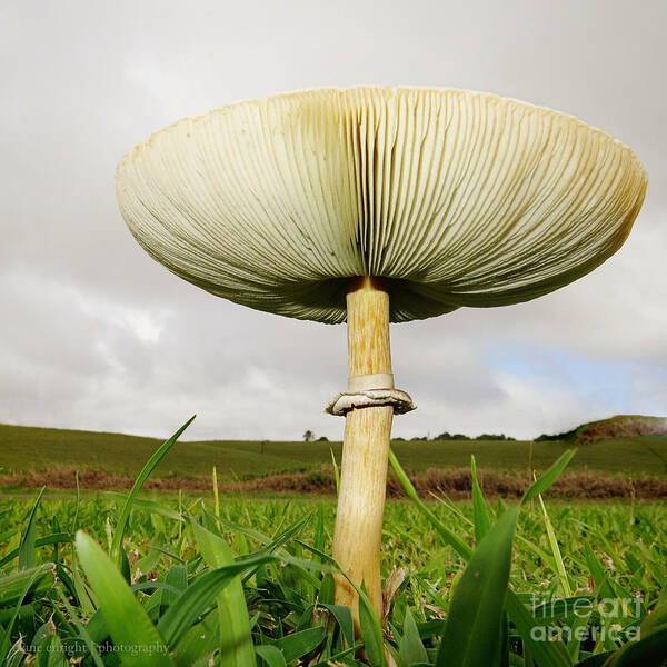 Mushroom Art Print featuring the photograph Mega Mushroom IV by Diane Enright
