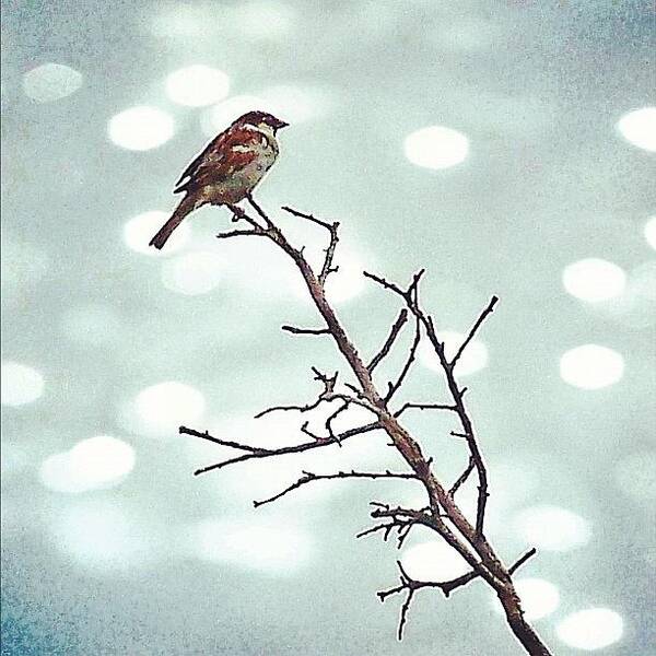 Life Art Print featuring the photograph #mgmarts #bird #nature #life #bestpic by Marianna Mills