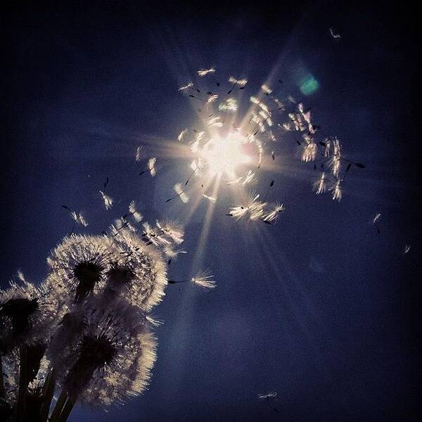 Art Art Print featuring the photograph #mgmarts #dandelion #wish #makeawish by Marianna Mills