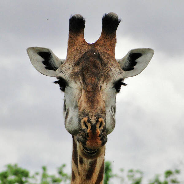 Tanzania Art Print featuring the photograph Miss Giraffe by Marco Di Fabio