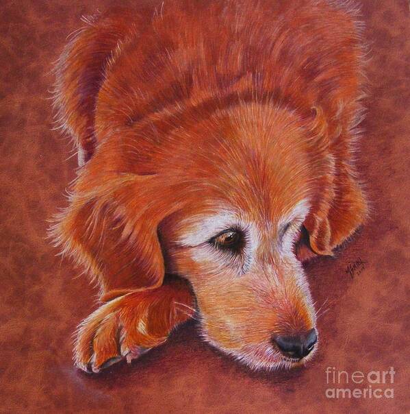 Golden Retriever Art Print featuring the drawing Mollie by Marilyn Smith